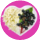 Small circle icon of elderberry in a heart shape bowl.